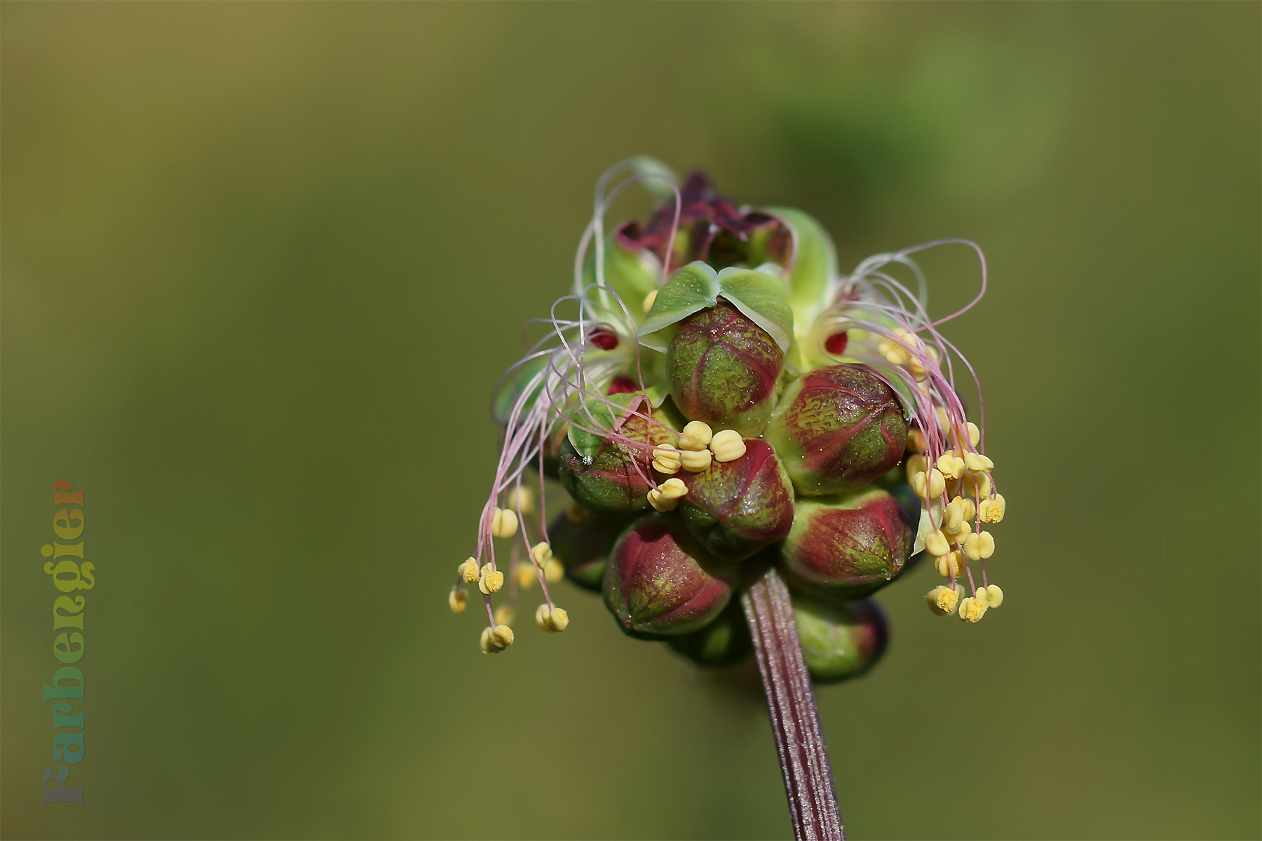 Kleiner Wiesenknopf